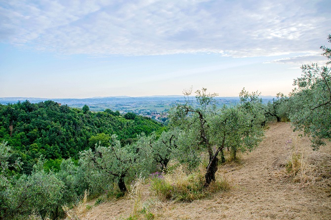 montalbanoliveti